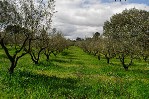 Olive tree orchard landscape in Fatima, Portugal under cloudy sky, a Photo by AS photostudio