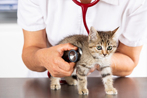 Veterinary clinic with a kitten featuring veterinarian, vet, and cat