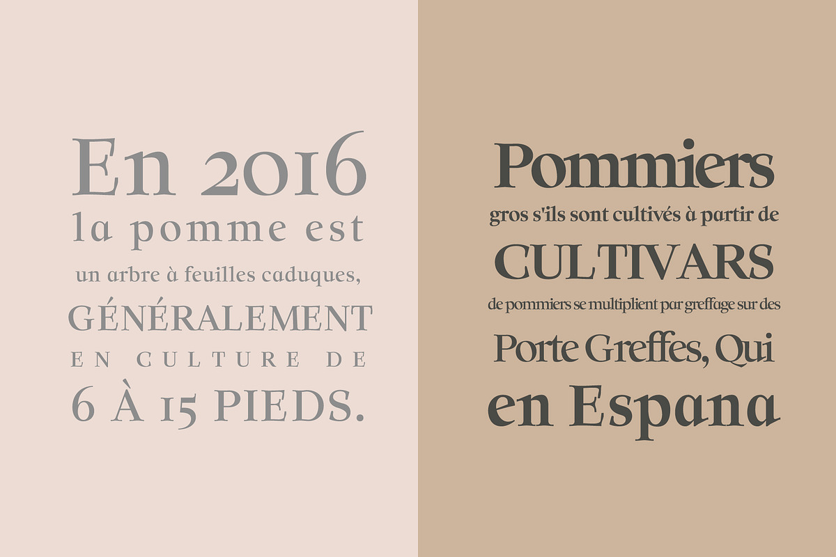 Solomon Serif Font Family preview 3