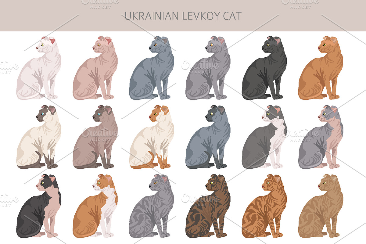 Ukrainian Levkoy cat clip art, an Animal Illustration by pet design shop (Photo 3 of 5)