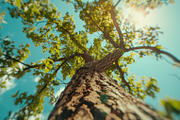 98 Trees view from below, a Nature Photo by Handmadefont (Thumbnail 48 of 98)