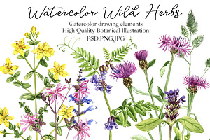 Watercolor Wild Herbs