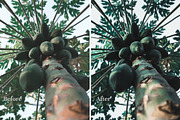 Forest Green - Lightroom Presets, an Action Add-On by Maple Visuals (Thumbnail 5 of 10)