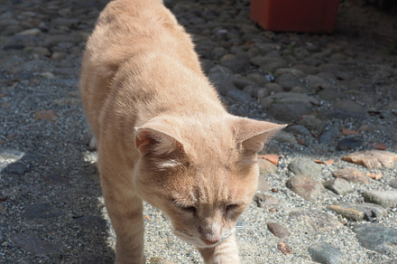 orange tabby cat, a Photo by WorldPhotos