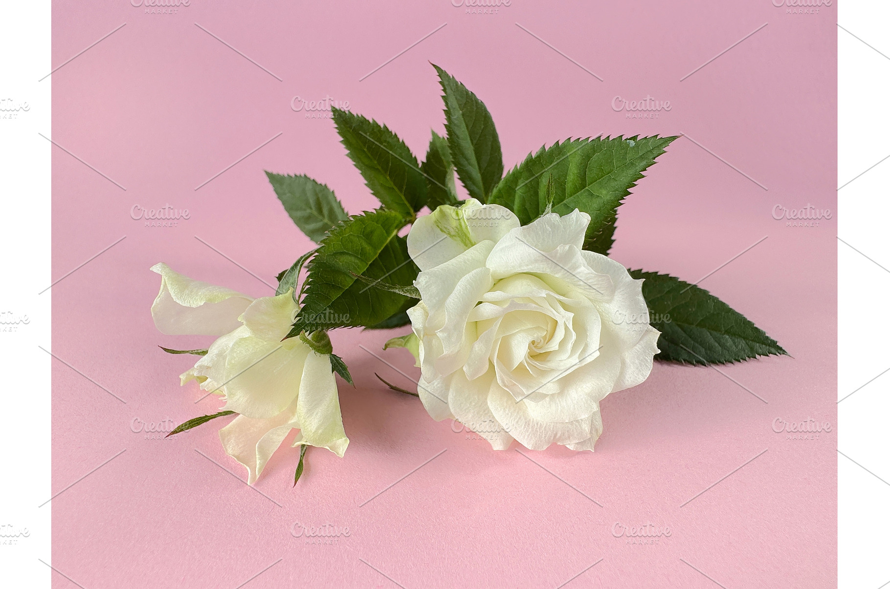 Elegant white rose with green leaves, a Photo by tilialucida