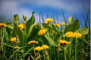 Dandelion flower meadow with blue, a Nature Photo by Nature and travel