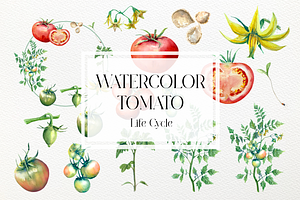 Watercolor Tomato Life Cycle Set