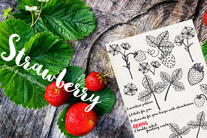 Vector garden strawberry