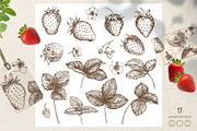 Strawberry. Engraving style vector, a Food Illustration by Tata Pilip (Thumbnail 2 of 6)