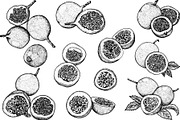 Hand drawn passion fruits, a Food Illustration by Elena Mykhailenko (Thumbnail 3 of 8)