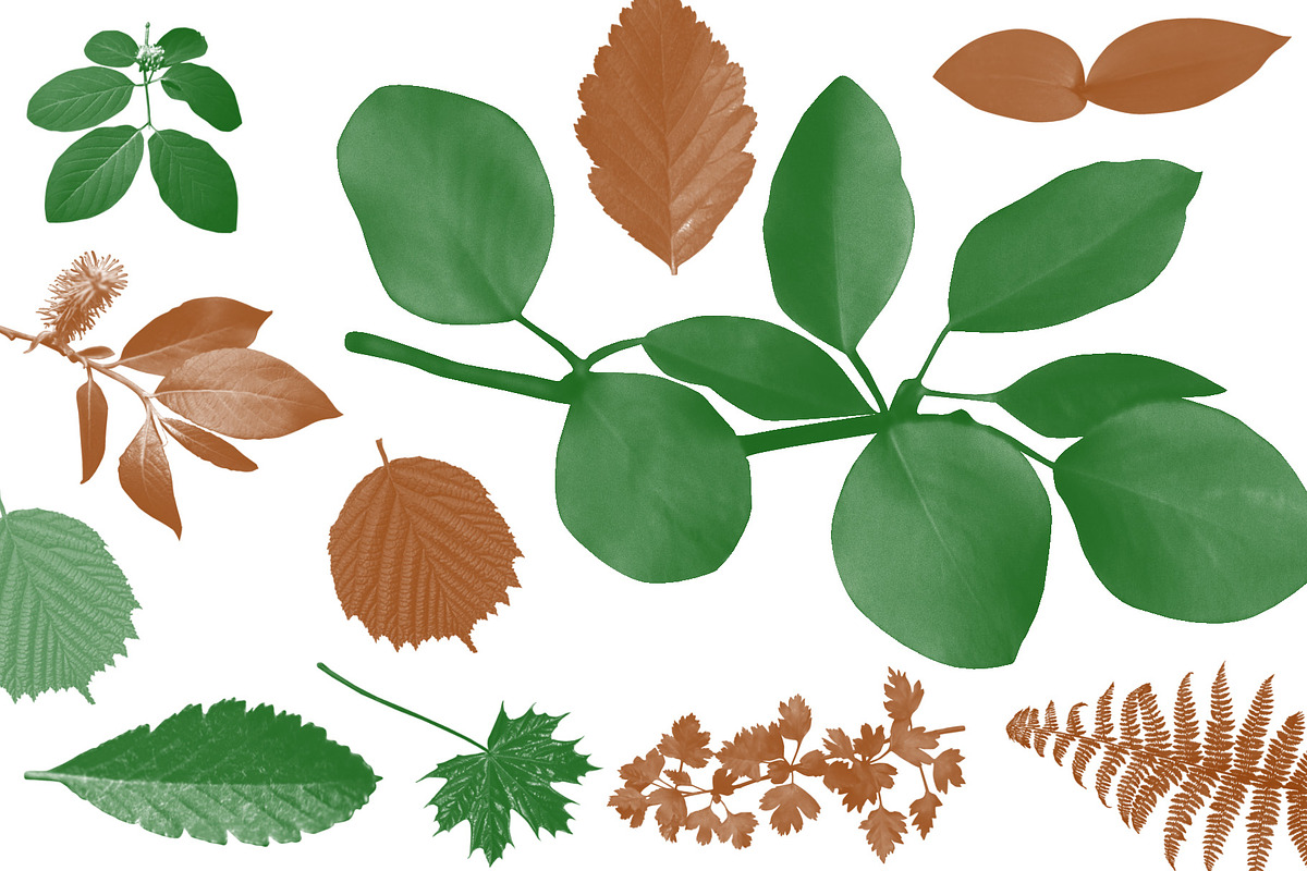 Leaf brush stamps Photoshop, a Brush Add-On by Chipshpow Graphics (Photo 4 of 8)