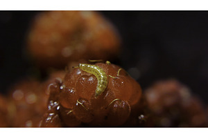 Boll-worm On Raspberry, Macro View