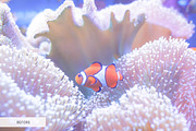 Underwater Photography Presets, a Plug-in Add-On by FixThePhoto (Thumbnail 6 of 32)
