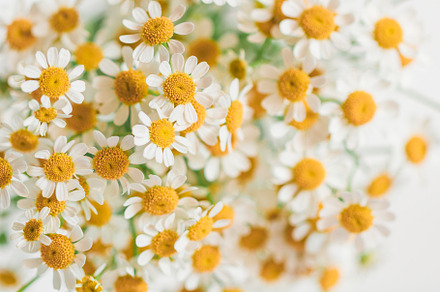 Macro photography of little daisy stock photo containing daisy and background, an Arts & Entertainment Photo by Edalin's Store
