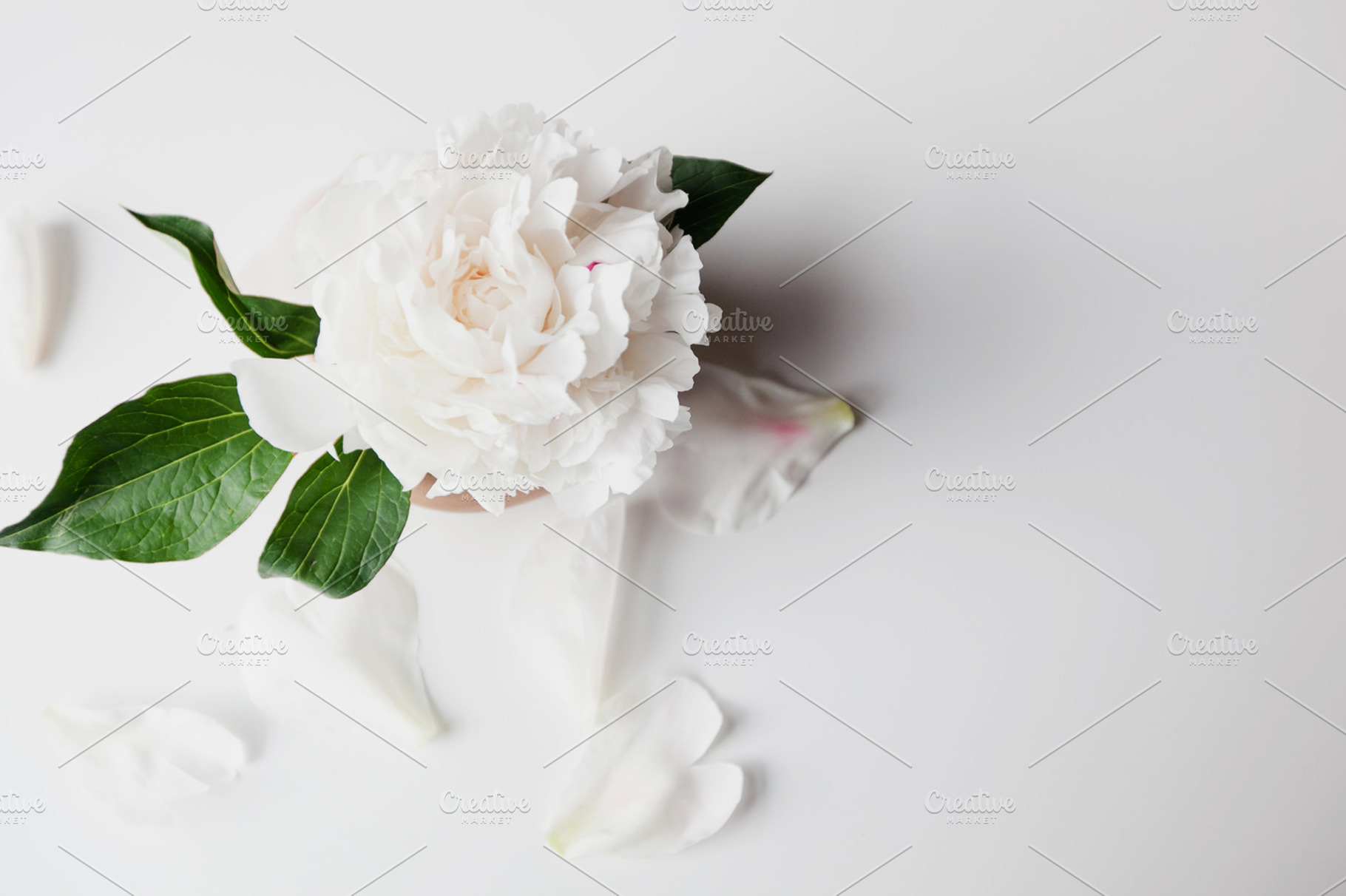 White Peony in Full Bloom, a Nature Photo by Light & Grace