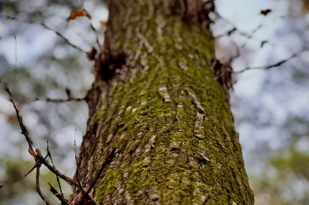 Mossy Tree, a Nature Photo by Cornett Studios