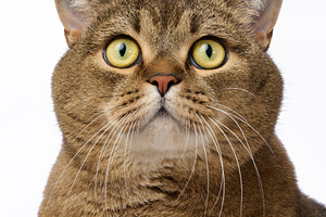 Portrait of a gray straight-eared cat with an attentive gaze of, an Animal Photo by ndanko
