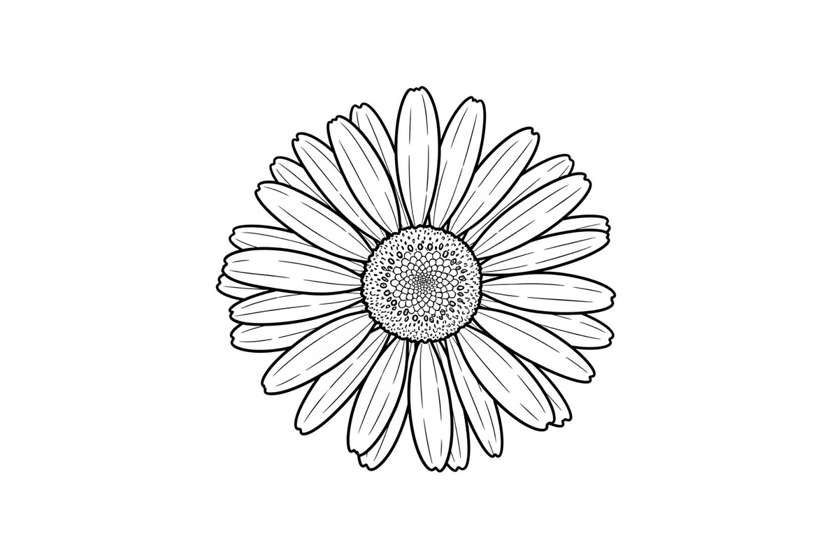 Daisy Flower Line Art Vector Bundle0, an Illustration by jahid234 (Photo 4 of 51)