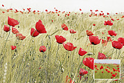 Old Bleach Photoshop Effect, a Templates & Theme by velvetmade.designs (Thumbnail 6 of 12)