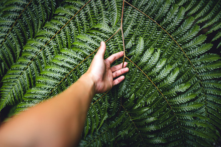 Fern Leaves,Dark green fern foliage, a Nature Photo by Art Rachen