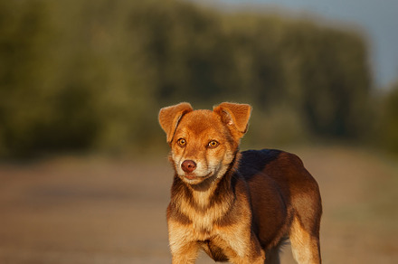 Cute and alert red puppy sitting in, an Animal Photo by AlexBush