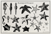 Aquatic Natural History Collection, an Object Graphic by Blixa 6 Studios (Thumbnail 19 of 24)