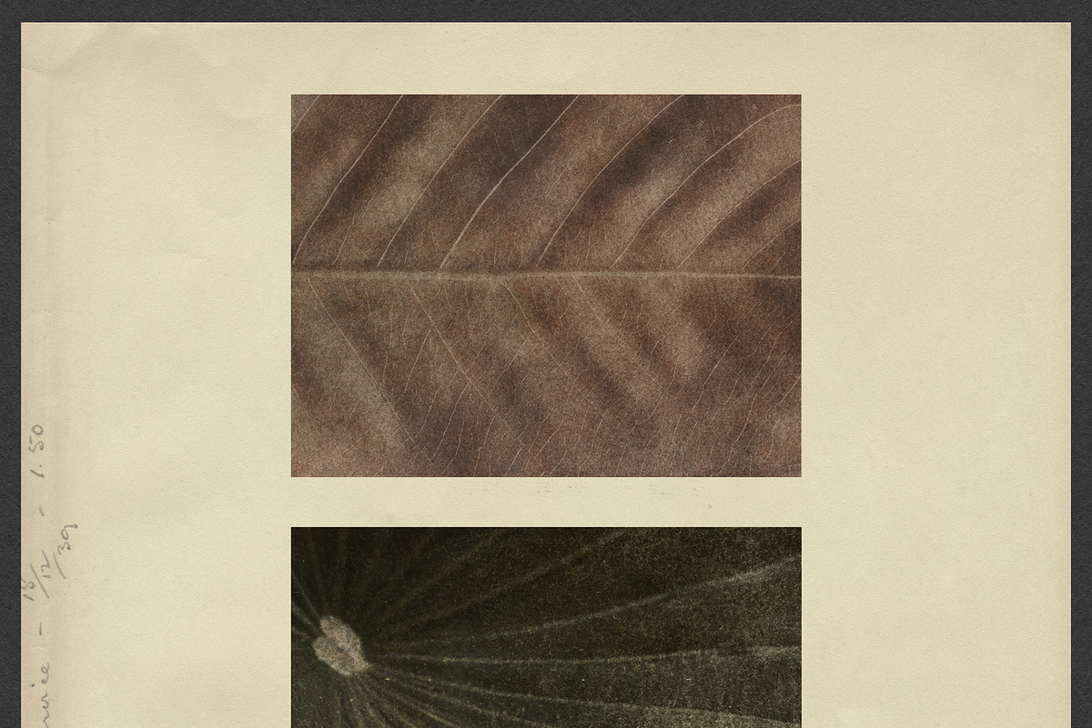 Windfall Organic Nature Backgrounds, a Background Graphic by alonahaidash (Photo 4 of 14)