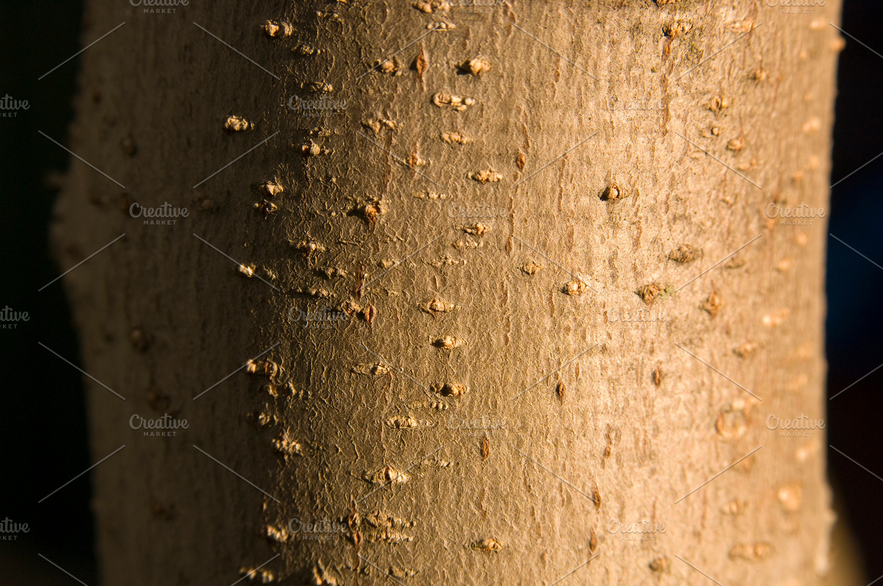 Tree Trunk Detail, a Nature Photo by THP Creative