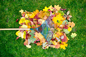 Rake on a wooden stick and colored  autumn foliage collecting grass clippings