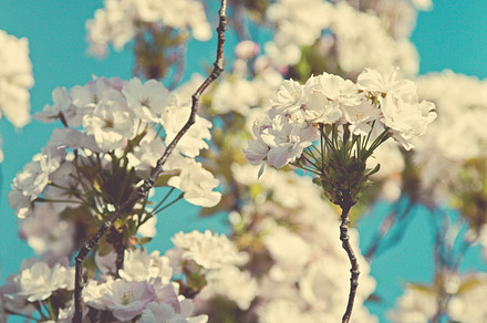 Iseeyouphoto Bluehydrangea preview 5
