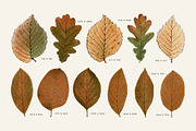 Autumn Leaves Clipart - 59 Images, an Object Illustration by Century Library (Thumbnail 8 of 10)