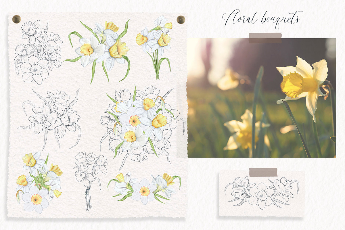 Watercolor and sketch daffodils, a Decorative Illustration by TatiArti (Photo 7 of 13)