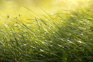 Green grass flowers in summer field sunlight nature background, a Photo by salmon.black