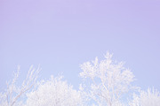 5 Pastel Winter Landscapes, a Background Photo by Fun Fusion Design (Thumbnail 5 of 6)