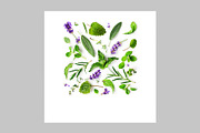 Lavender Herb Photo Pack, a Nature Photo by ifiStudio (Thumbnail 12 of 14)