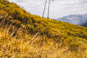 Golden hill with pine trees, a Nature Photo by SkyNext