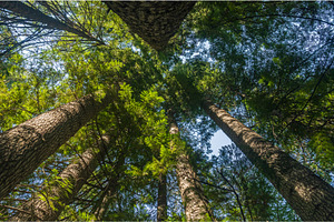 Tall fir or spruce trees in, a Nature Photo by Backyard Stock