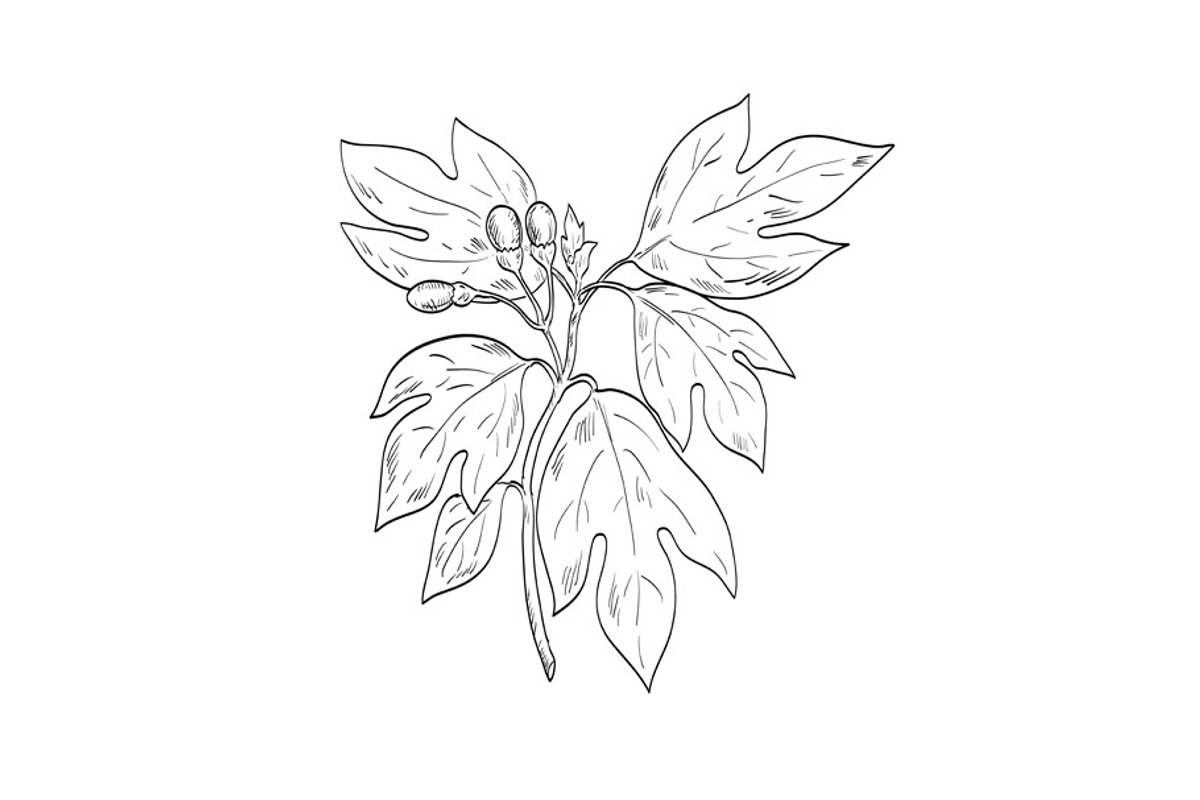 Sassafras Albidum Tree Spice, an Illustration by patrimonio