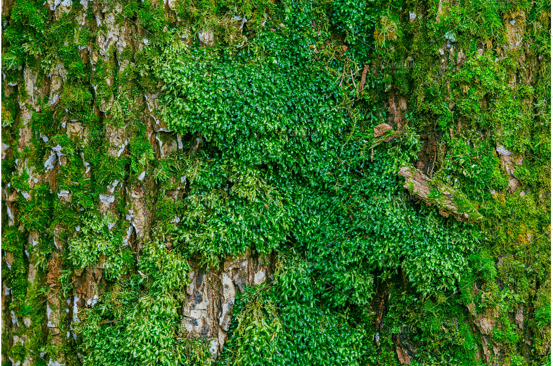 Old stone wall in rainy season with, a Nature Photo by Lukas Jonaitis SHOP