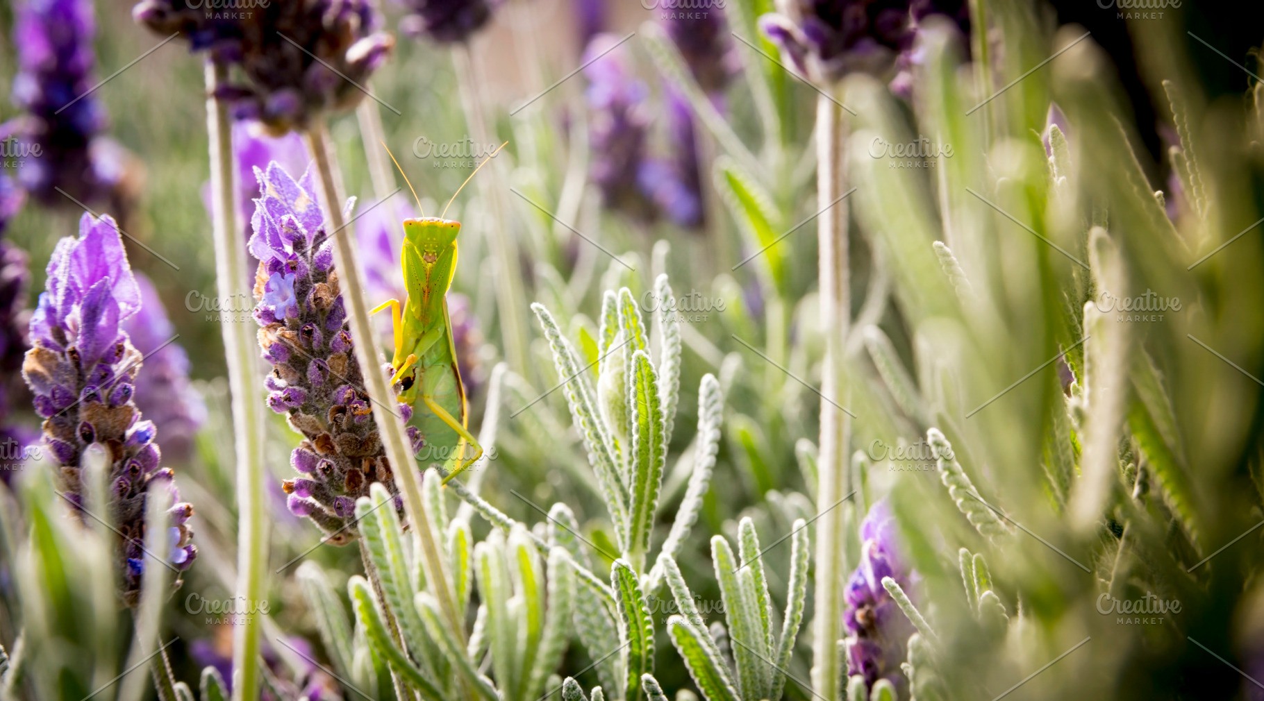Praying Mantis, a Nature Photo by THP Creative