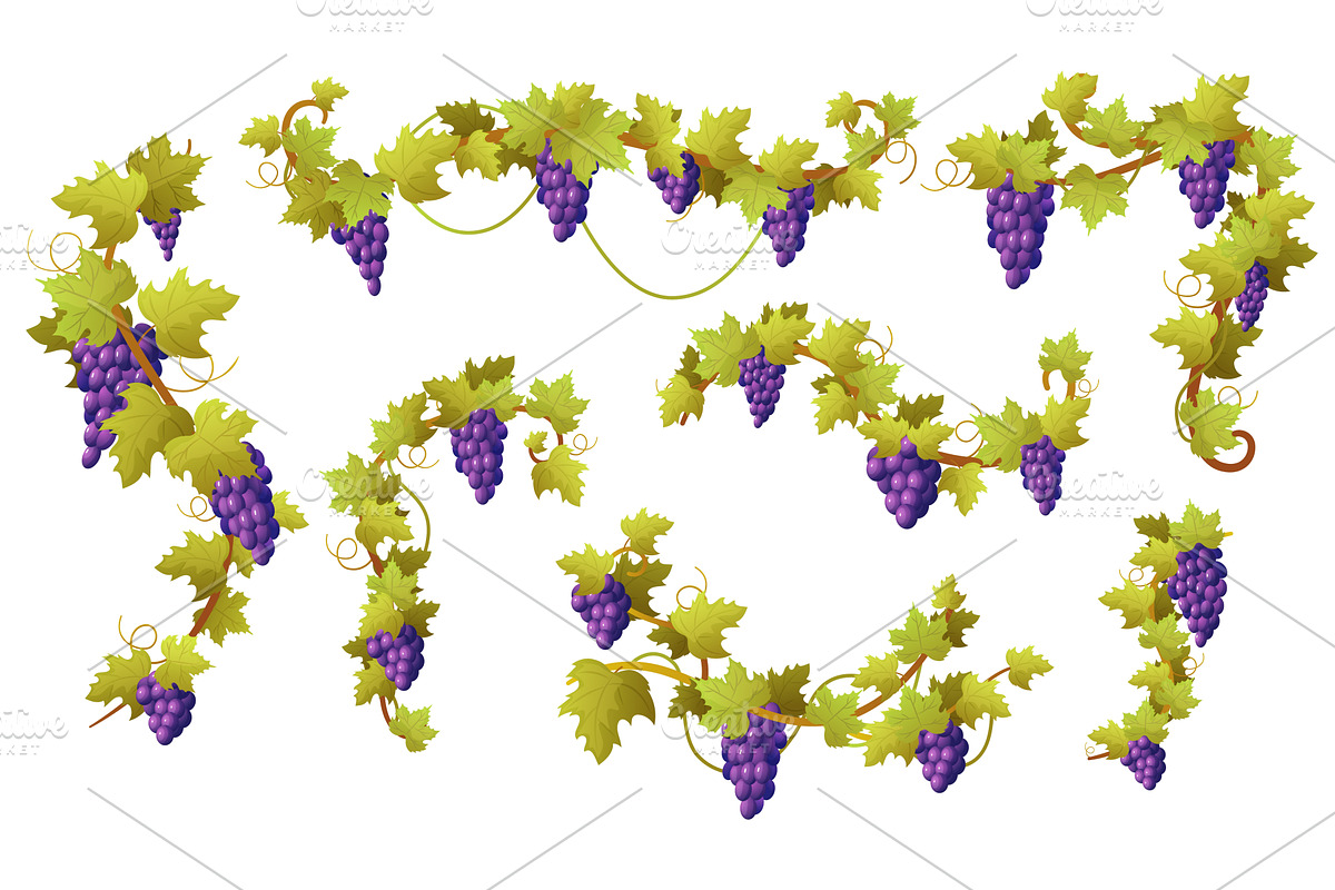 Cartoon vine grape. Sweet red grapes, a Graphic by LadadikArt
