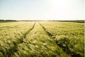 Landscape of Unripe green Barley, a Nature Photo by volodymyrshtun13795