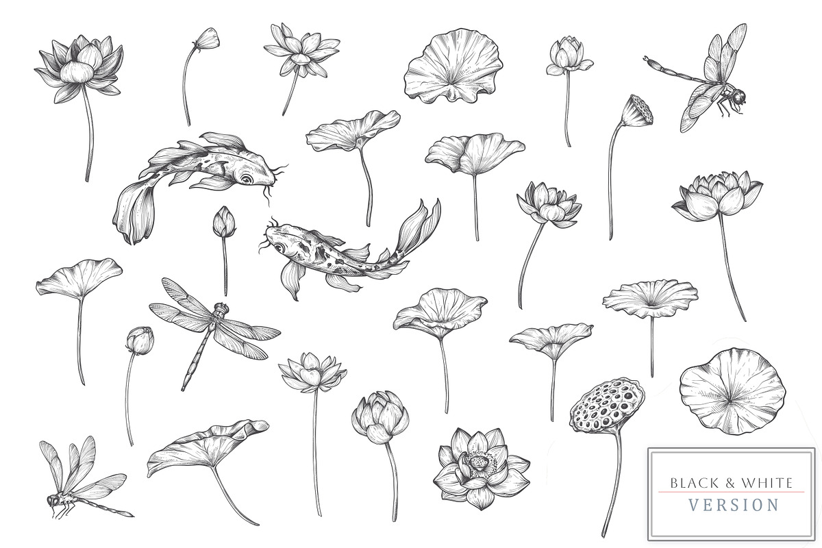 Lotus Blossom Vector Collection, a Pattern Graphic by Molly art (Photo 14 of 16)
