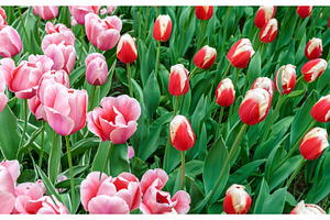 Colorful tulips at the keukenhof the netherlands stock photo containing, a Nature Photo by Leonid Andronov