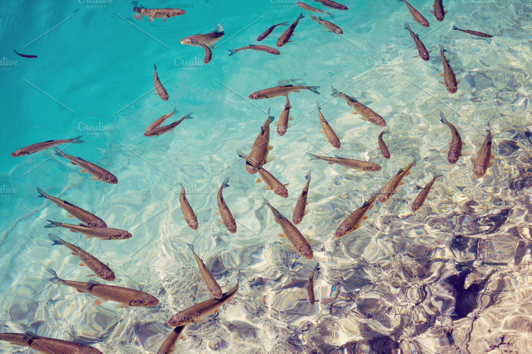 Tropical sea with fish school, a Nature Photo by BOOCYS