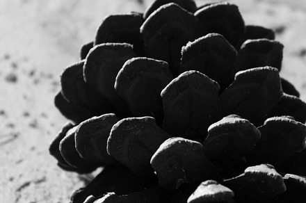 Geometric Pine Cone