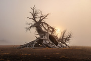 48 Dying Tree Images, a Nature Photo by h.utomo (Thumbnail 5 of 48)