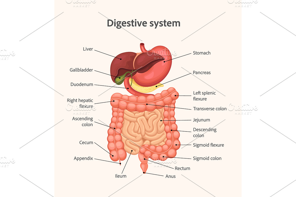 Human digestive system anatomy, a Healthcare Illustration by Yayasya (Photo 1 of 3)