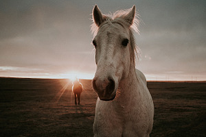 Two horses at sunset stock image