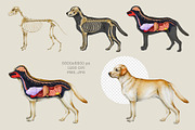 Animal Anatomy Study Pack, an Education Illustration by AnitaPol (Thumbnail 6 of 20)
